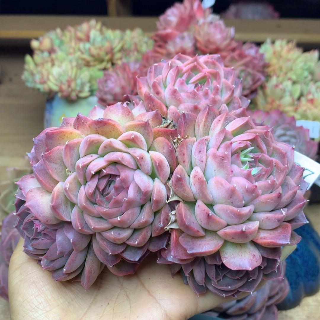 6797新年快乐发发发