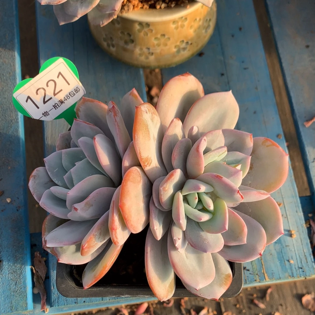 韩版奶茶老桩一物一拍