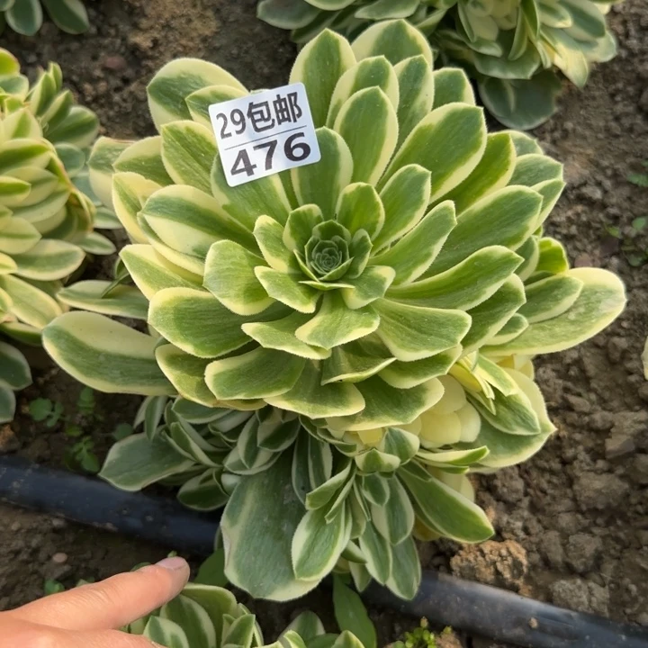 冷月……多肉植物，