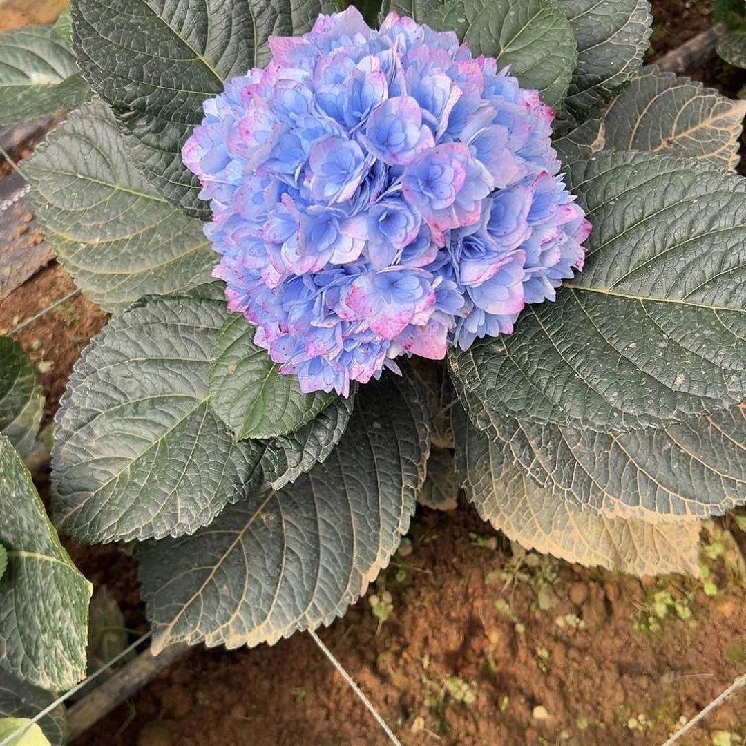 完全开放A42 绣球花两单包邮