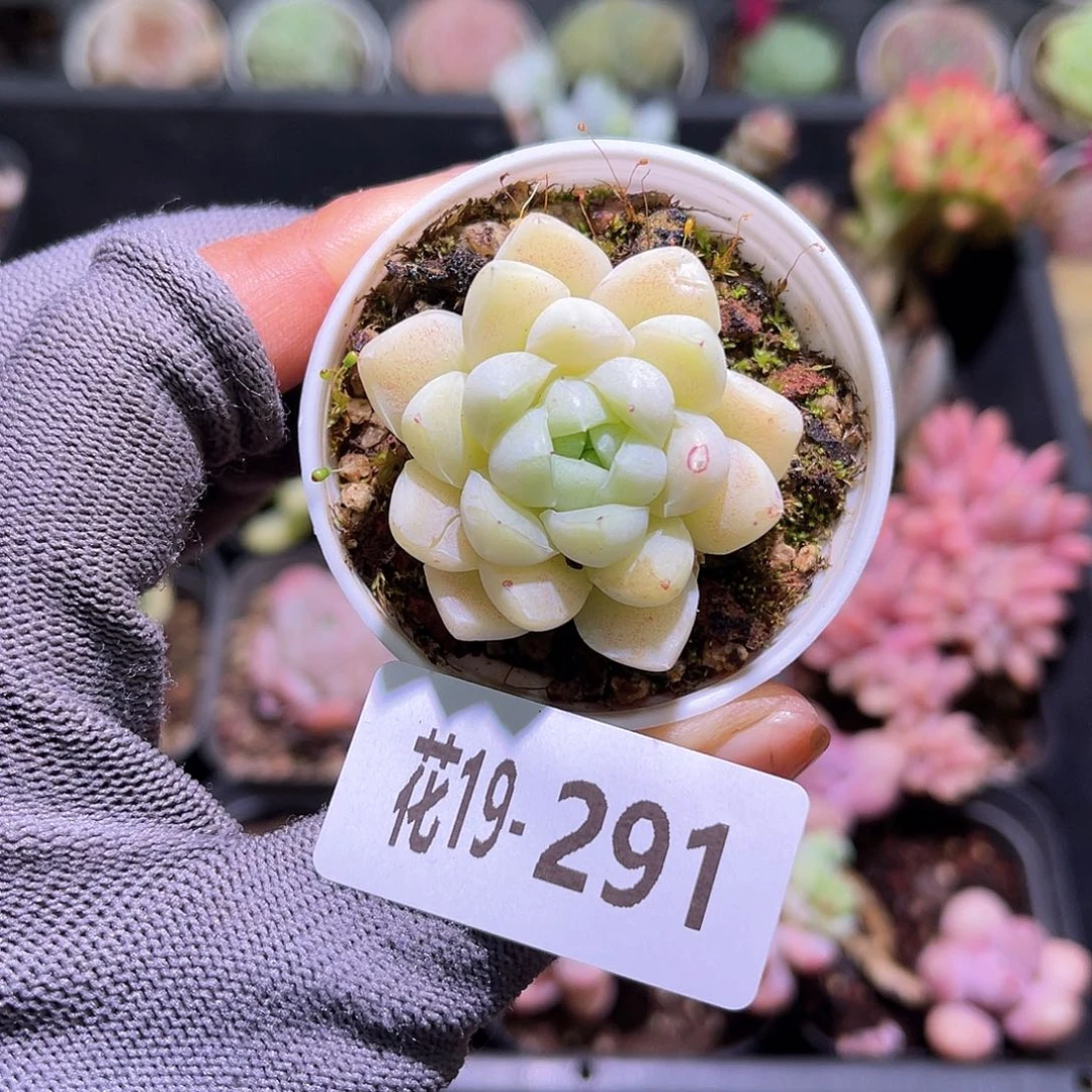 花19-291厚叶月影