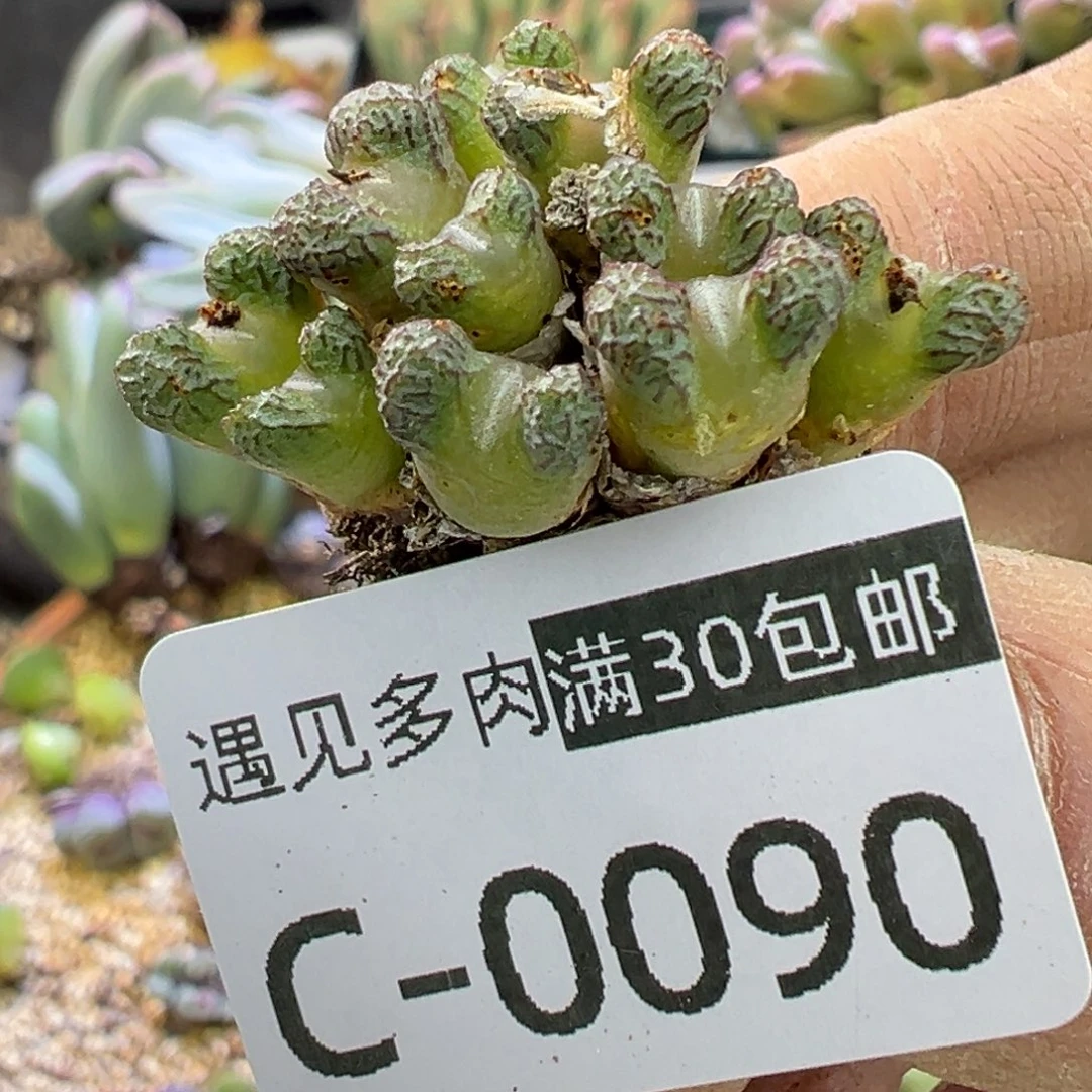 多肉植物的e 11111111111111111