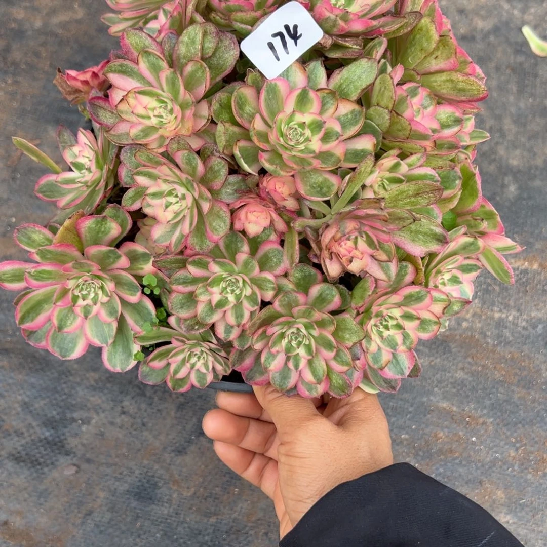 174半糖粒子母本多头多肉