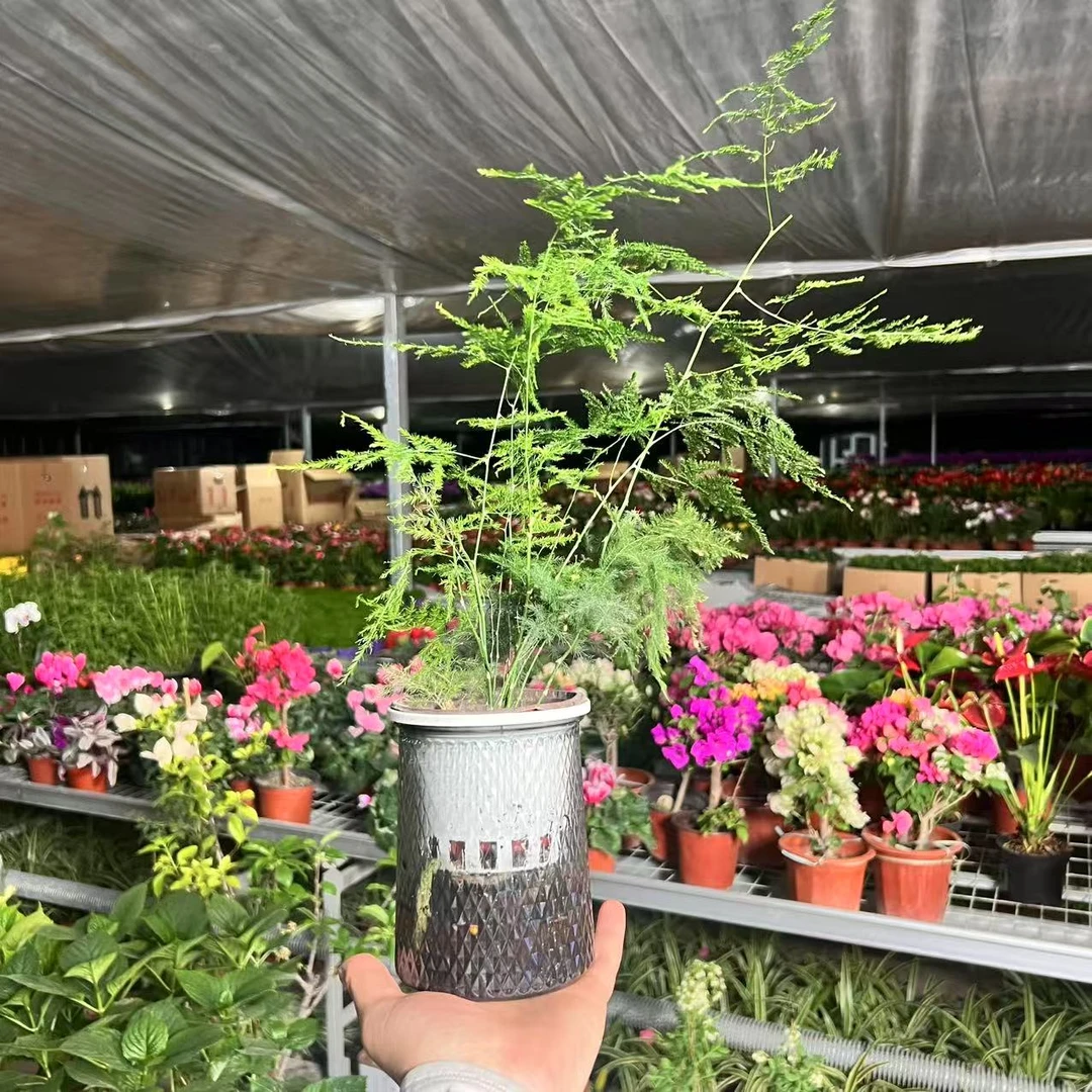 【高档文竹】 植物绿植盆栽室内四季好养驱蚊桌面植