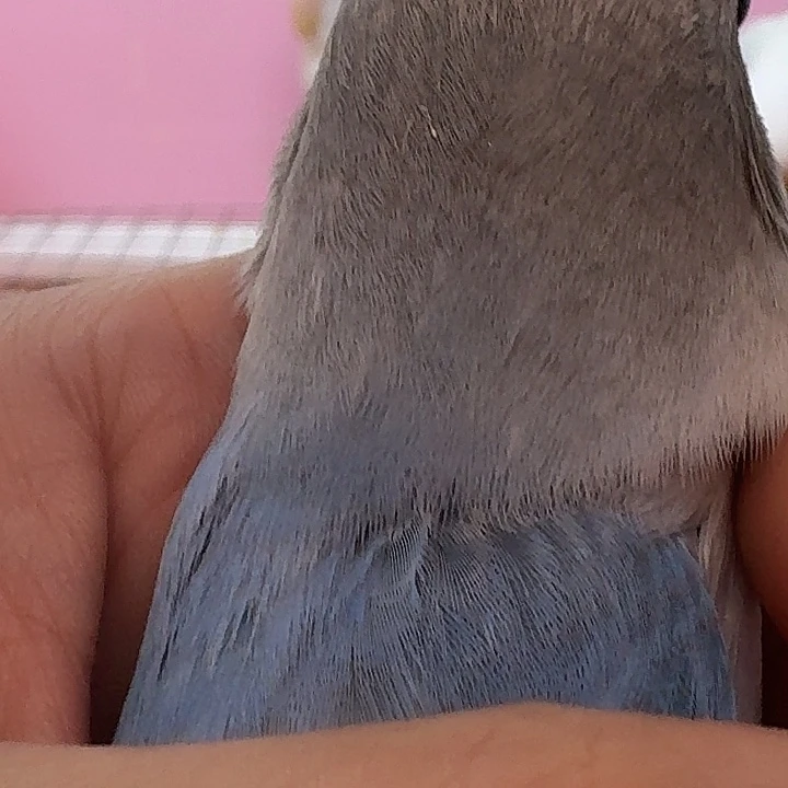 三***哥桃脸牡丹鹦鹉蓝闪