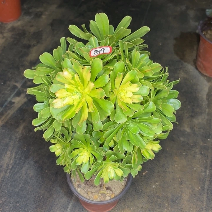 霓裳899多肉植物法师