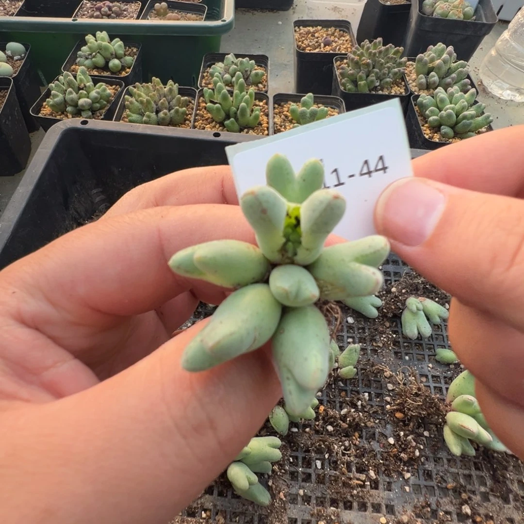 11-44肉锥多肉植物