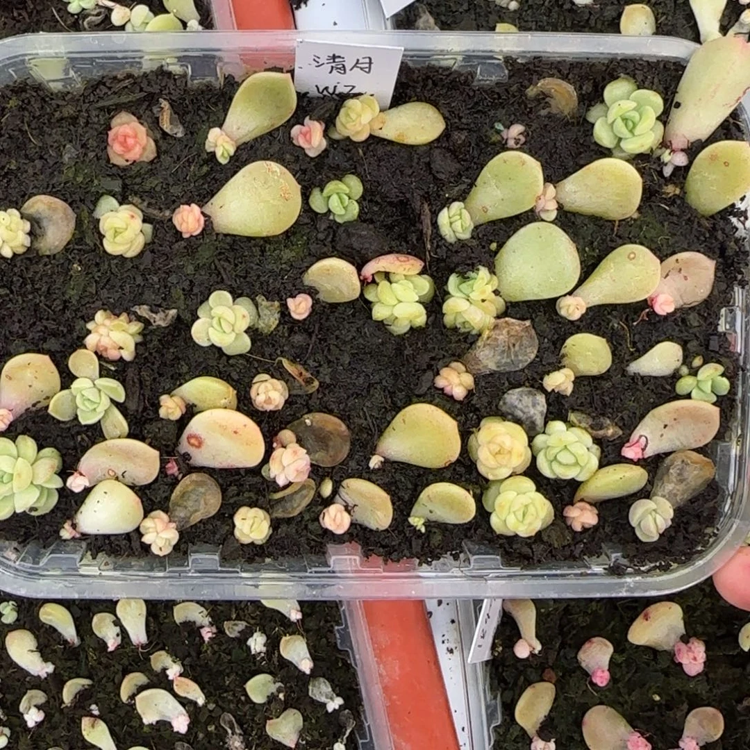 清月芝麻穴满25包邮