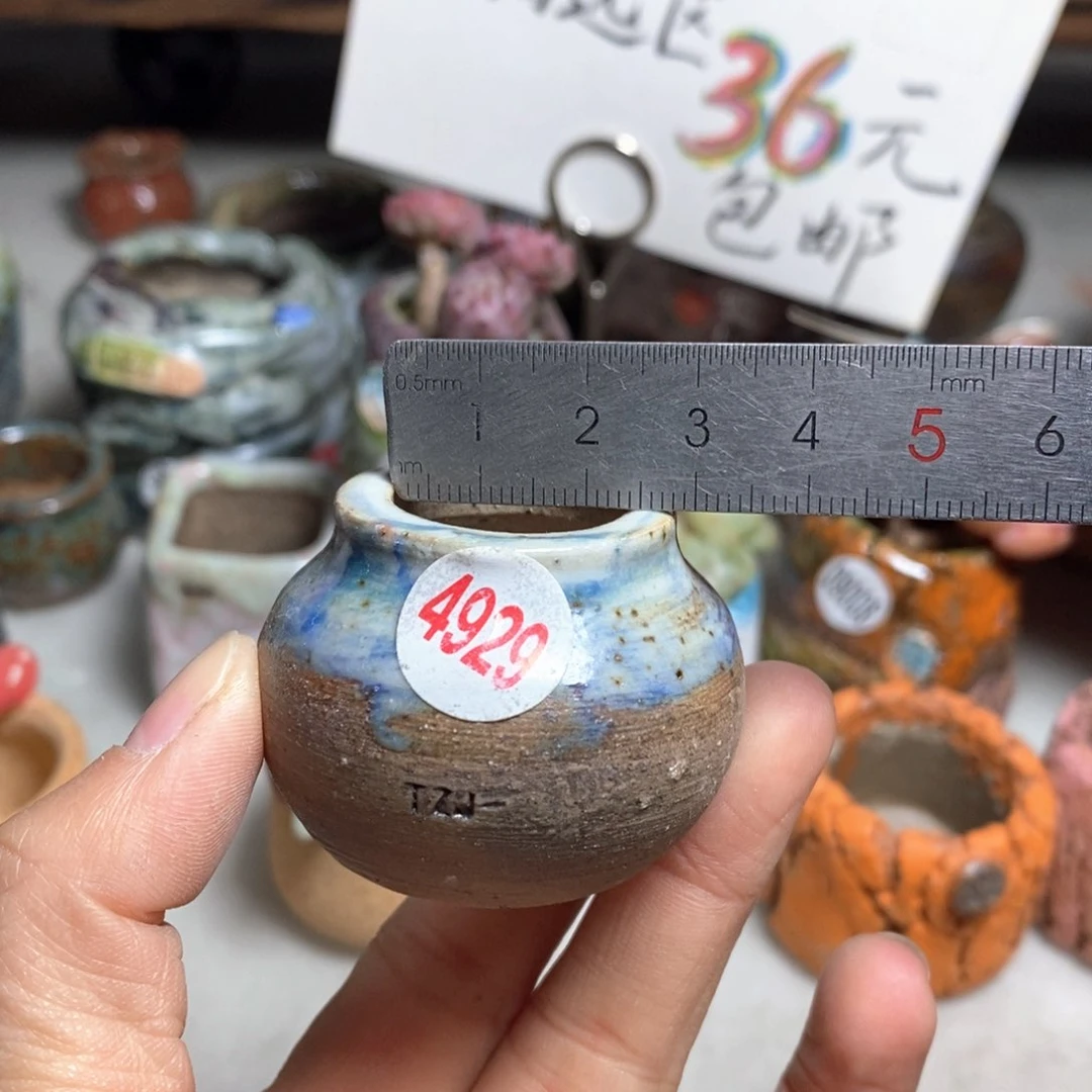 花盆拍5送一个小礼物