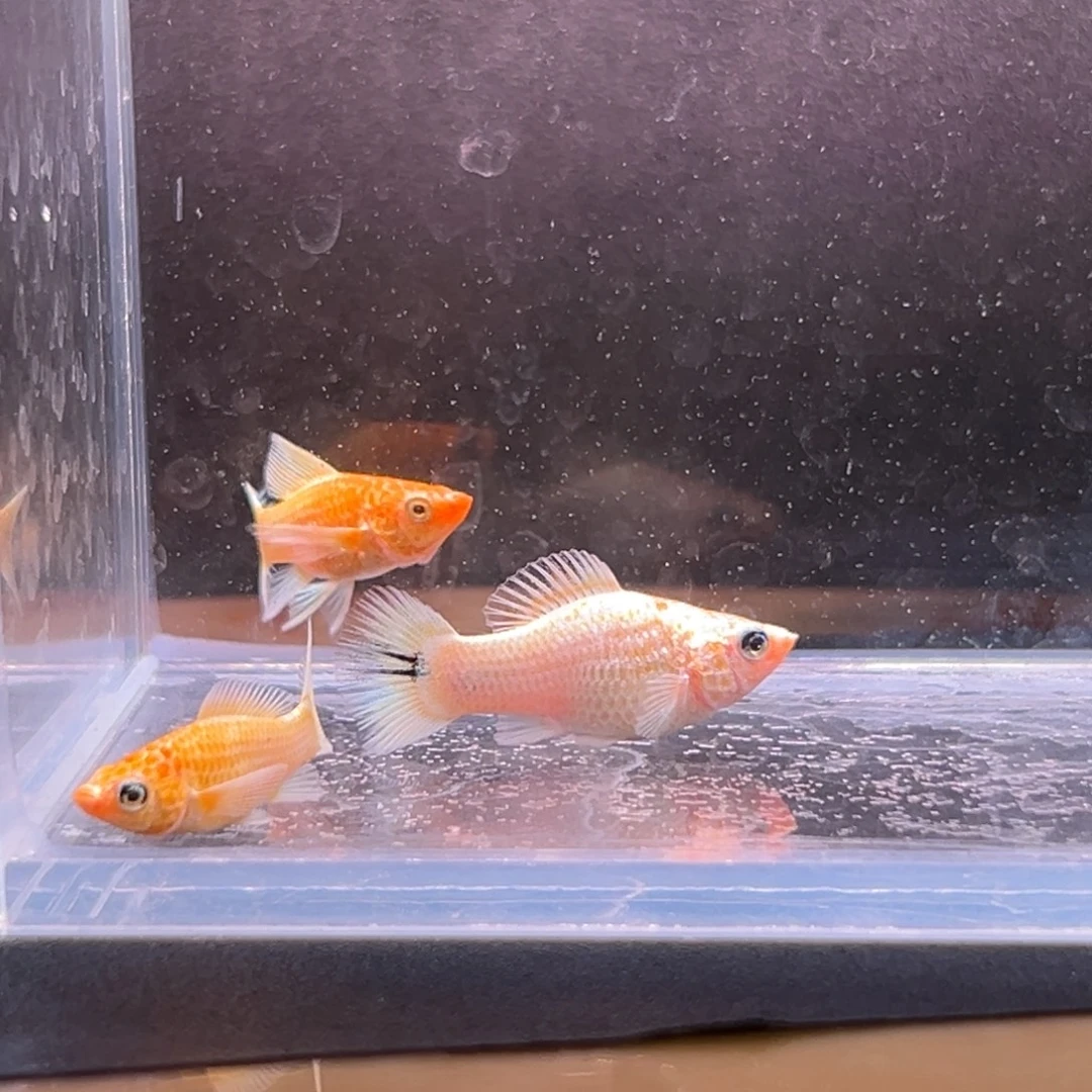 孔雀鱼玛丽崽子两条备损一条