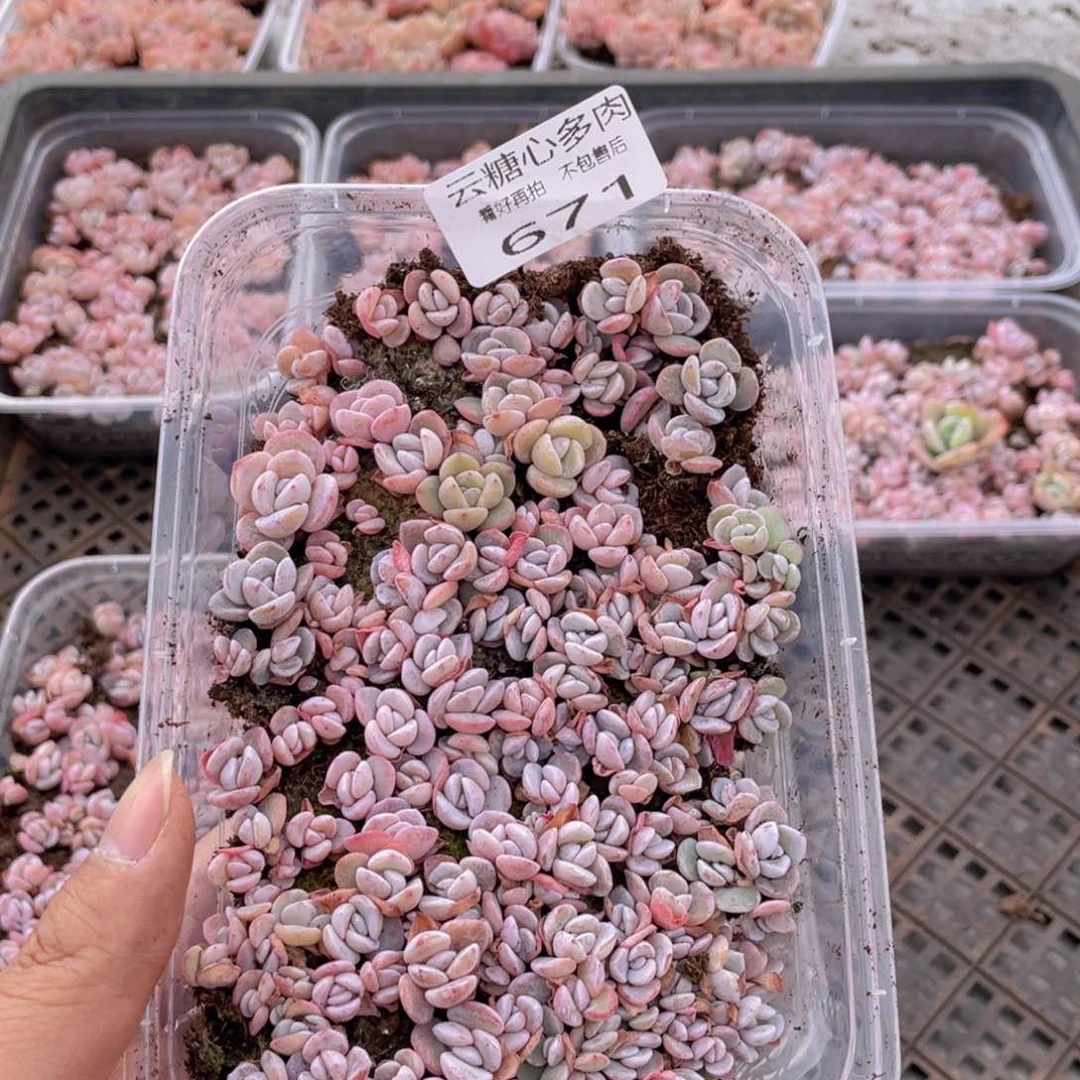 云糖心多肉植物671