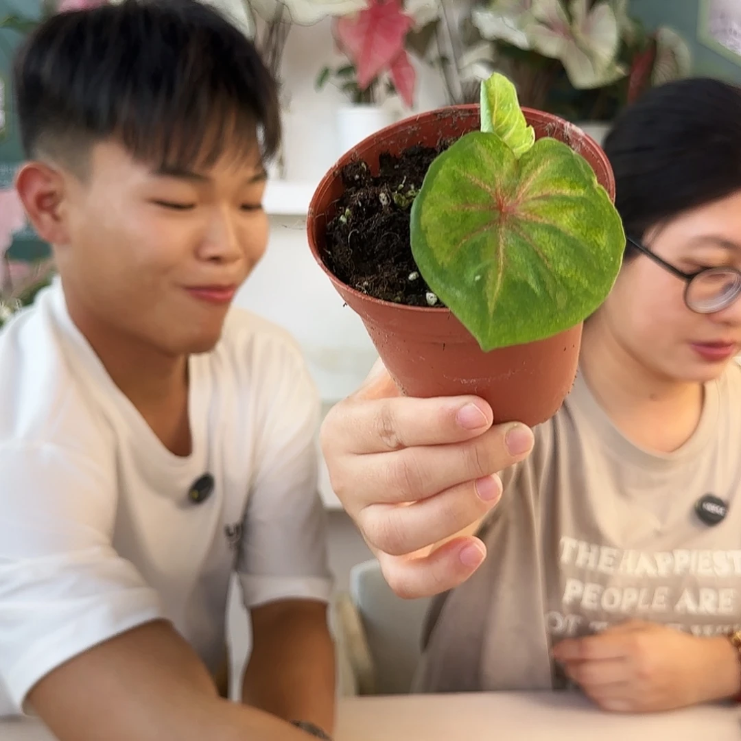 完全开放A104小海王无售后