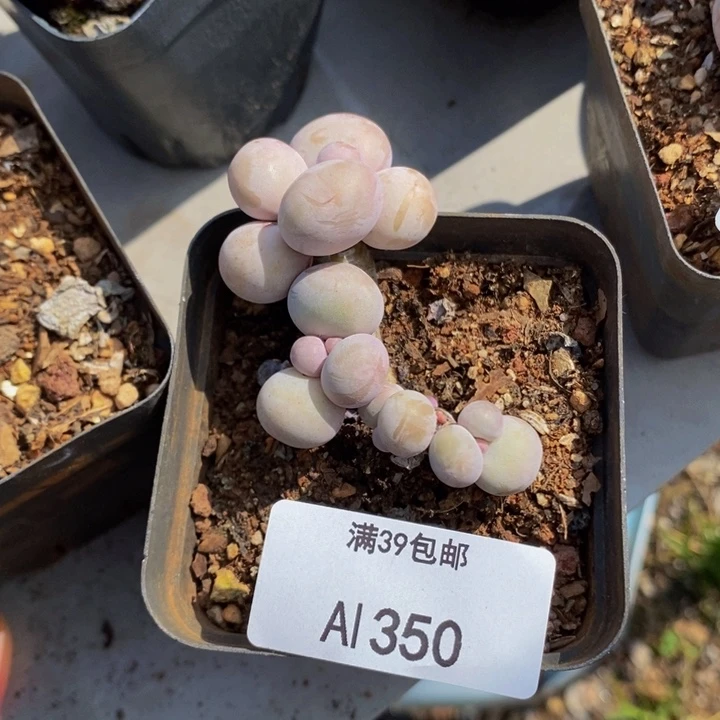 橙奶老桩350多肉植物