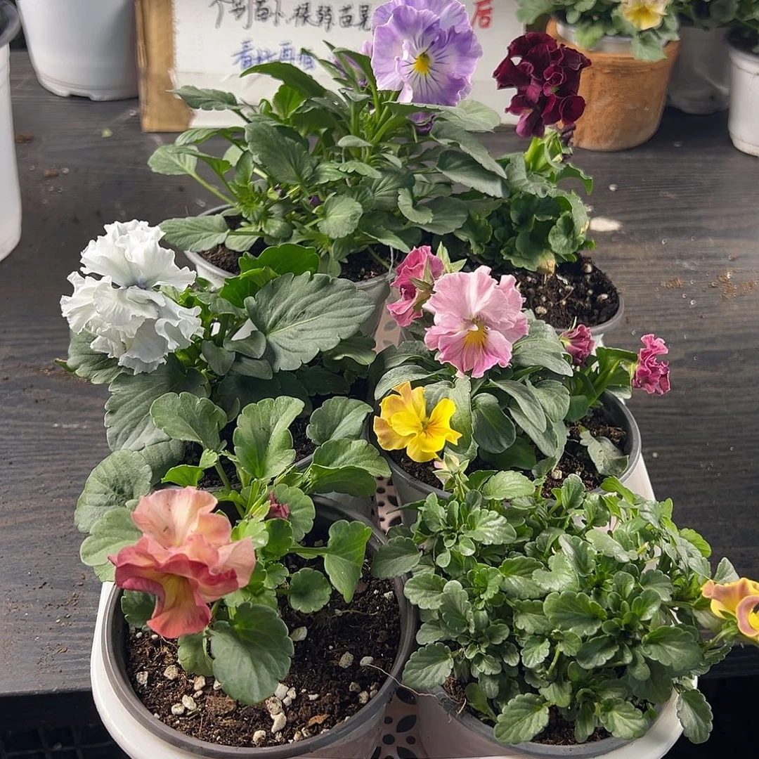 大部分花苞少量开放231号