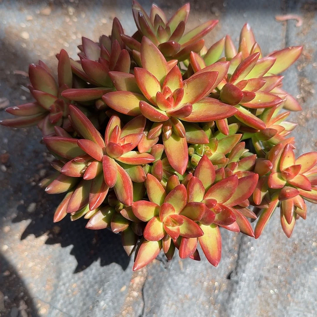 红日多肉植物精品