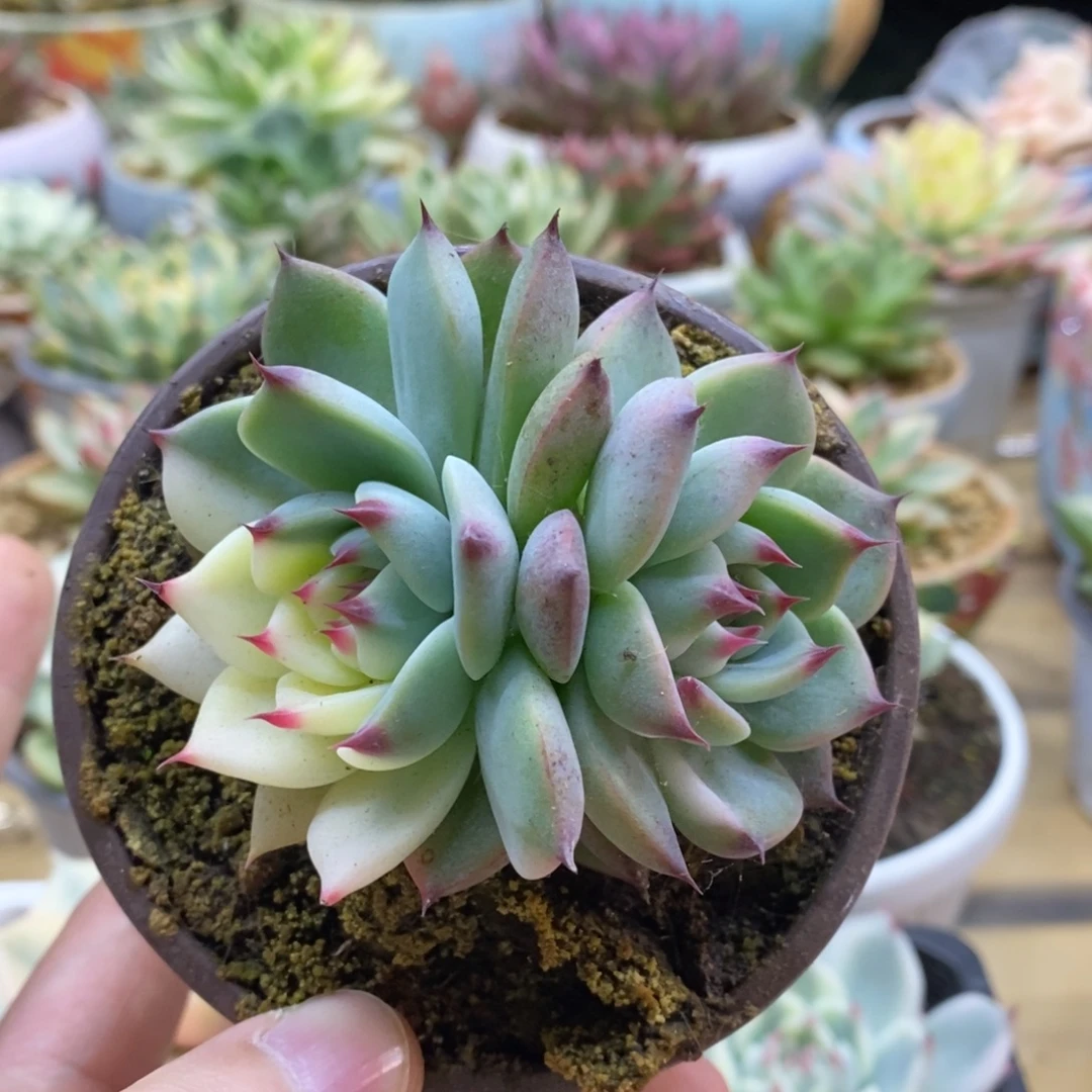 219双头吉娃娃阴阳锦