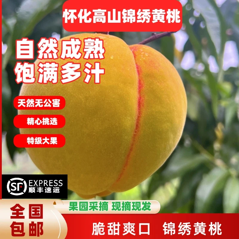 顺丰包邮怀化高山锦绣黄桃（大果）湖南新鲜现摘脆甜多汁红心太阳果