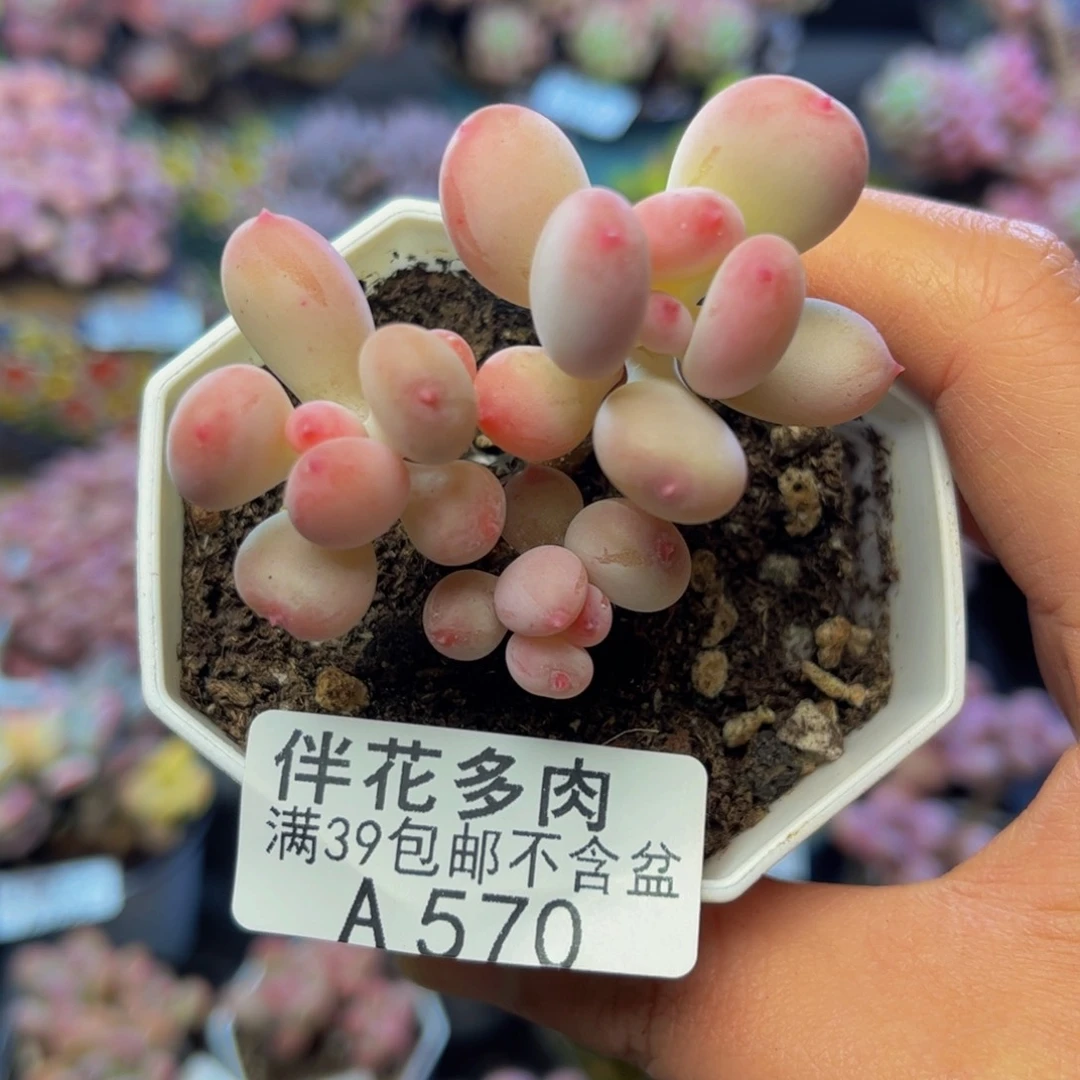 570苹果奶5厘米多肉