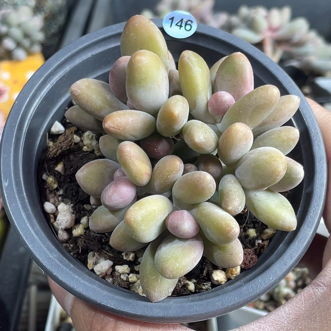 芒果美人多肉植物