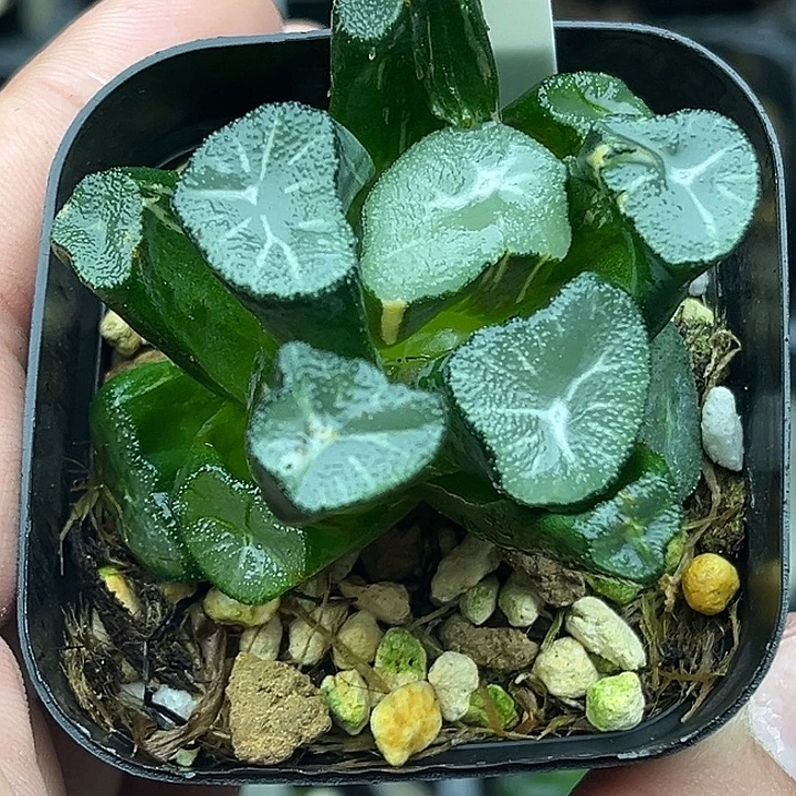 158玉龙万象锦头家多肉十二卷