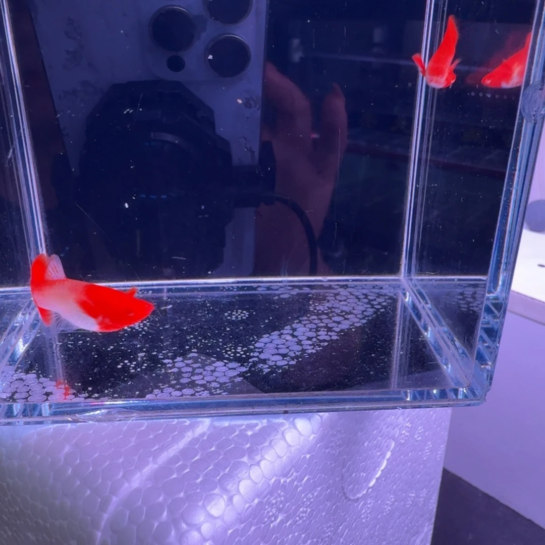 孔雀鱼海*18号微瑕双分水