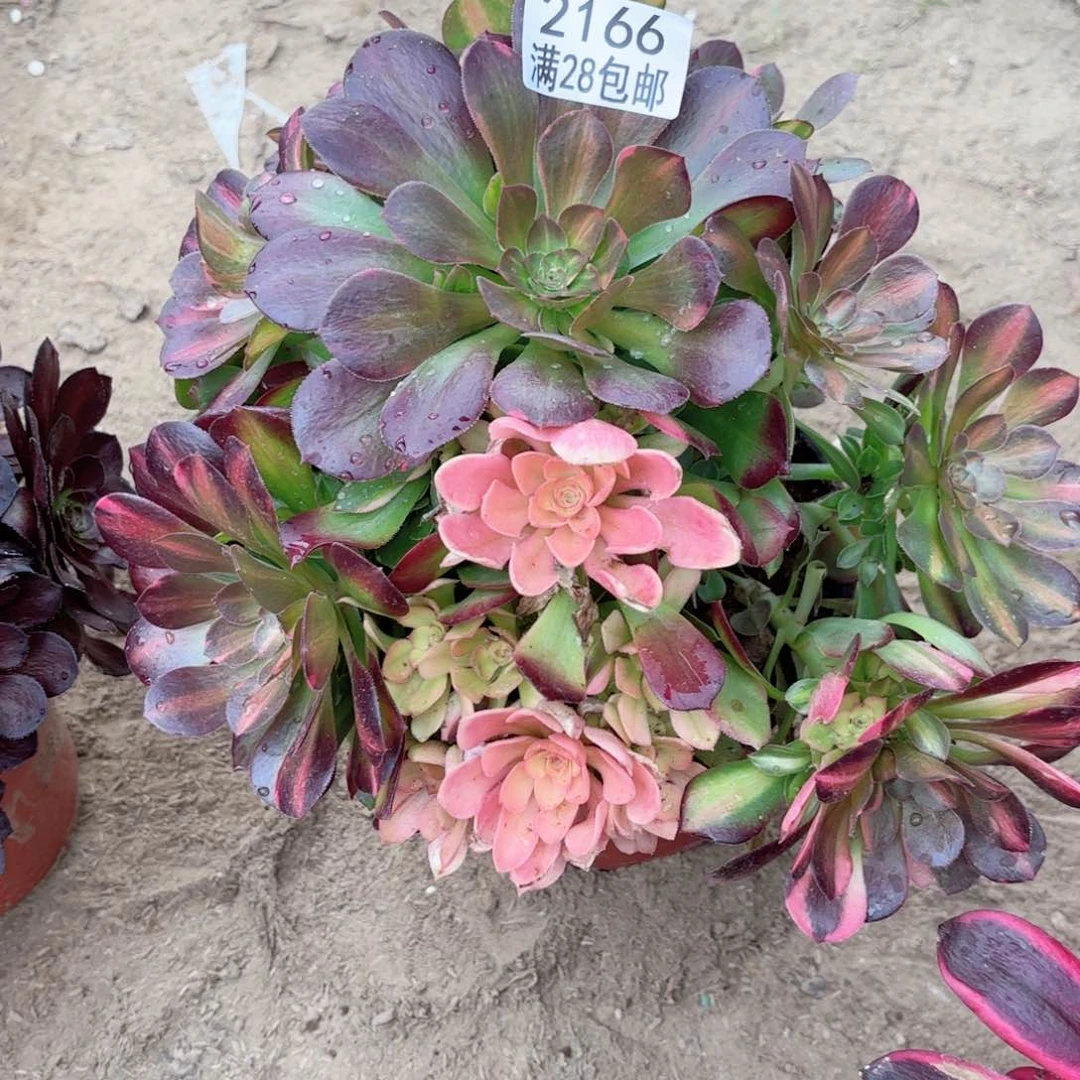 风*A. 2166两颗多肉11111