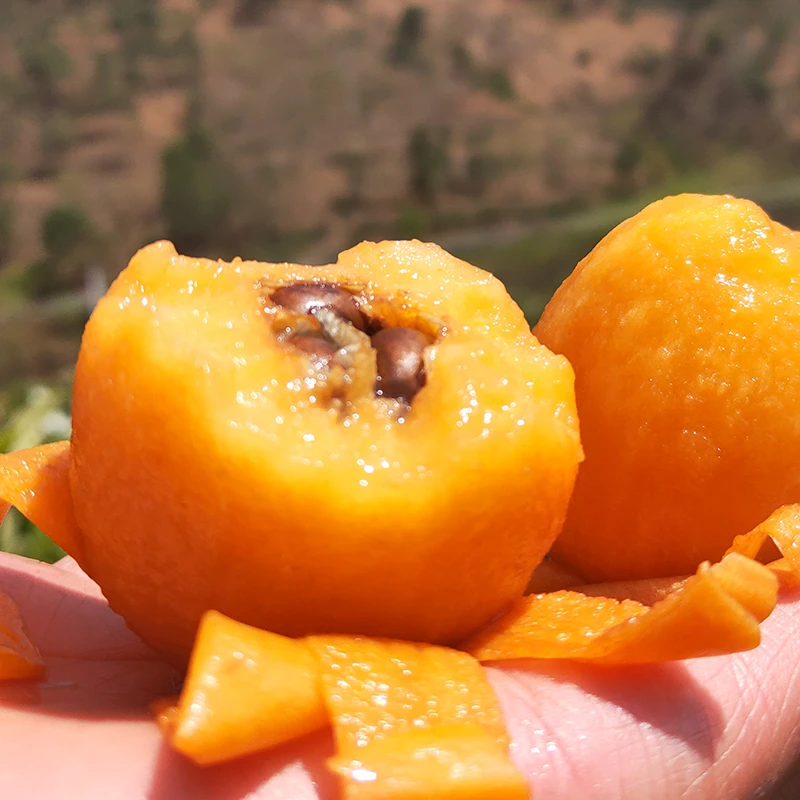 四川大五星枇杷 新鲜水果 现摘包邮3斤