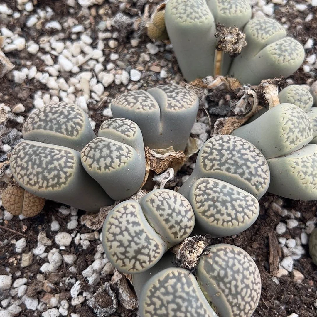 2215超级福利6头的白富贵奶奶