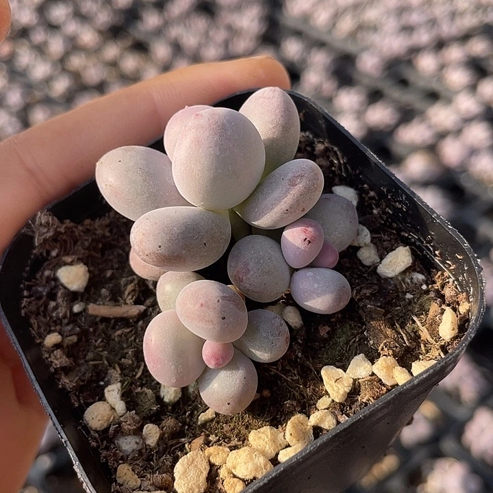 一物一了满18包邮彩虹奶