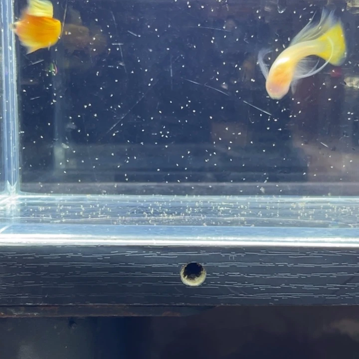 孔雀鱼皇家落日绒球第一代