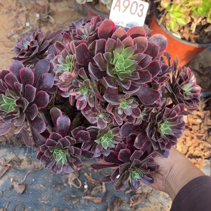 金丝却多肉植物903.