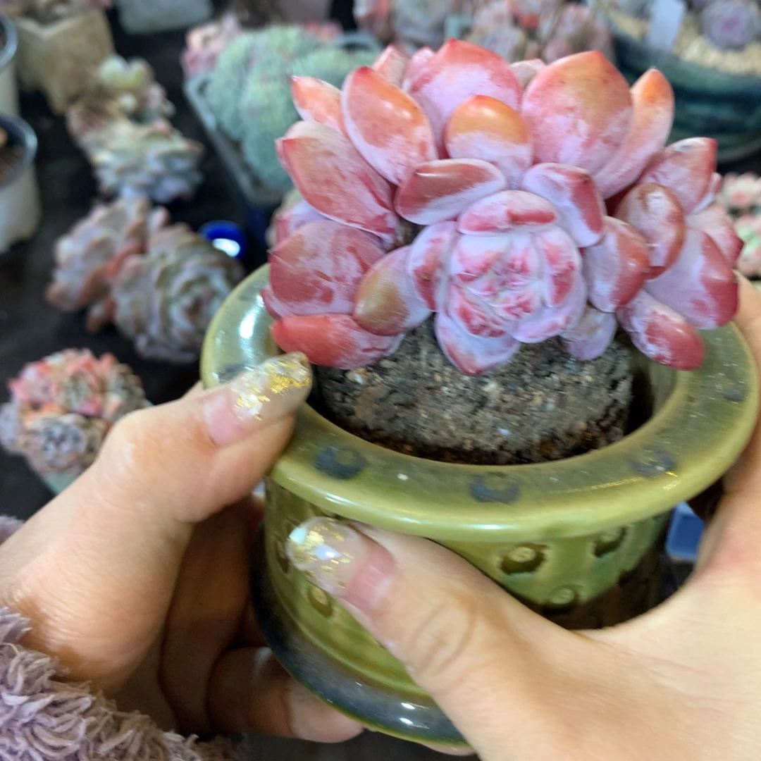 石榴籽哈哈哈哈哈哈哈哈哈