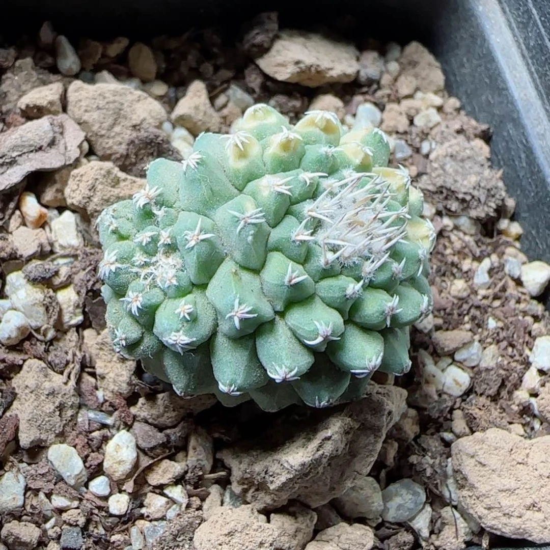 实生菊水多肉2.8厘米多肉