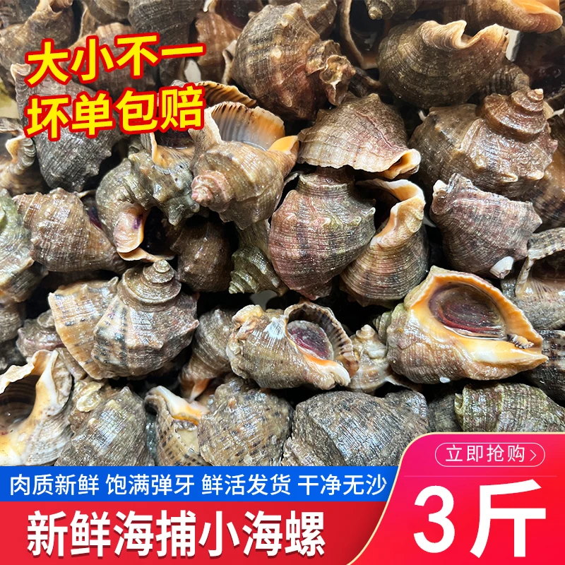 鲜活小海螺贝壳3斤野生海鲜烟台特产大小不一