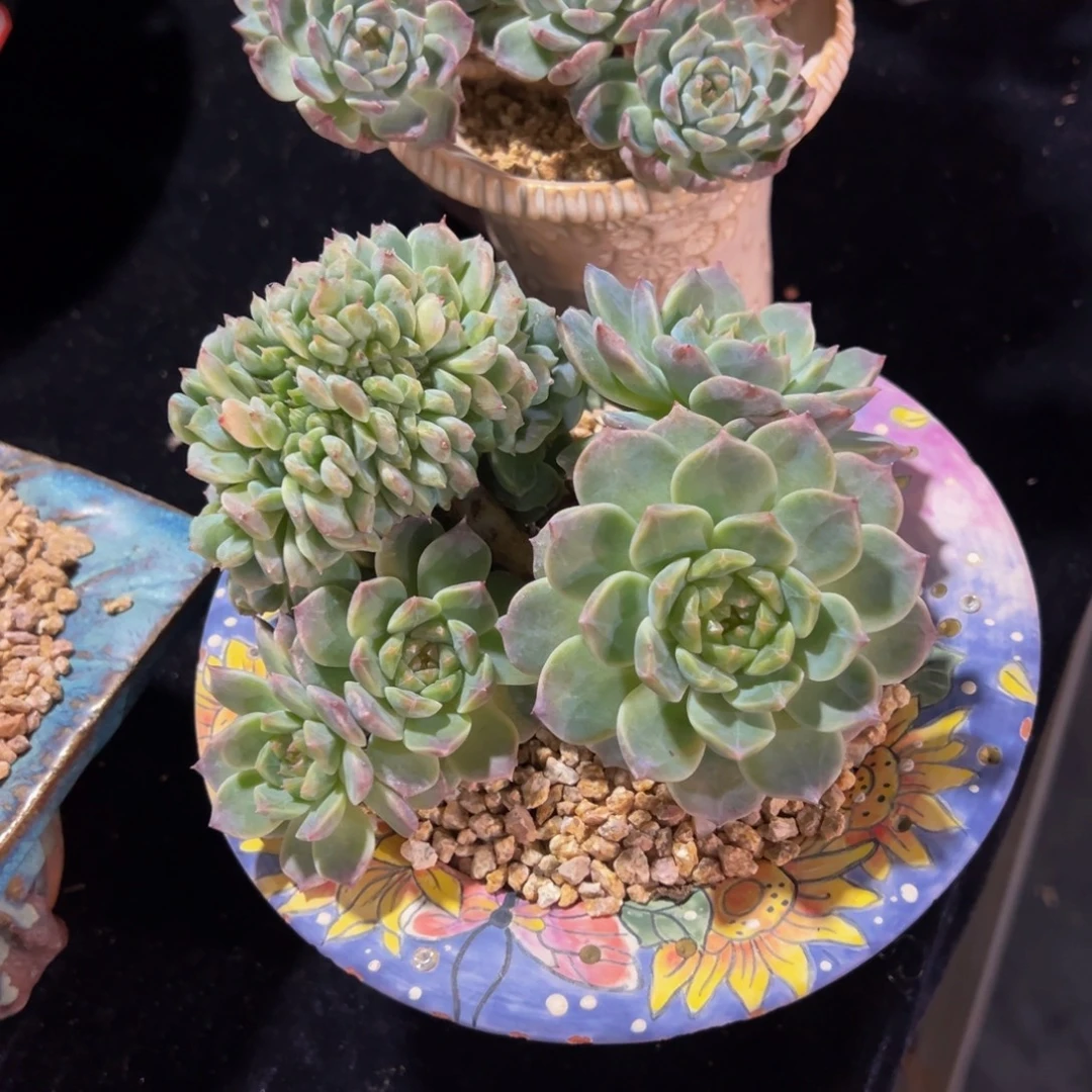 奶***哥天天开心 天天开心