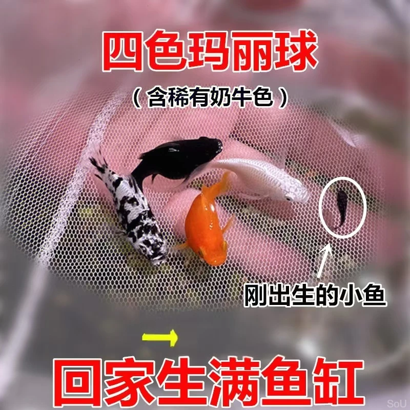 玛丽胎生鱼皮球热带鱼宠物淡水鱼观赏鱼原生热带草缸小型冷水鱼