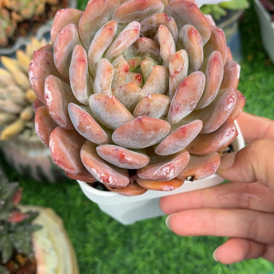 多肉植物2826…………..