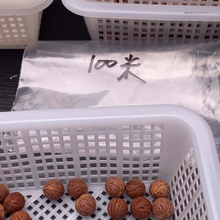 【闪购商品】核桃其他急****慧私人定制，不退不换66