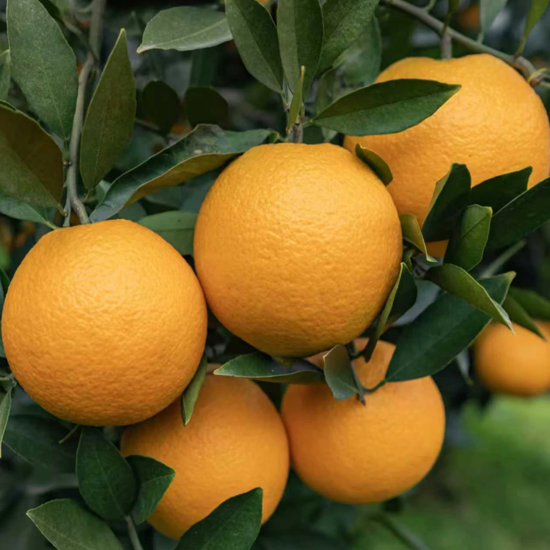 【九月红】助农直播，源头采摘，保质保量！