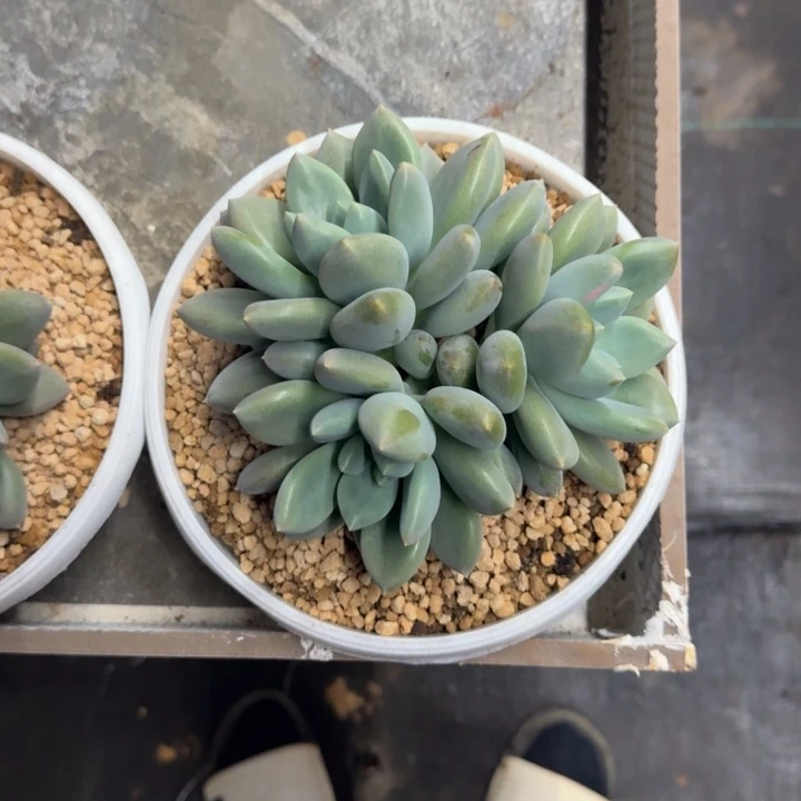 黄胖体 哥特 3头  一物一拍