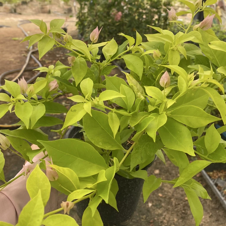 粉红豹三角梅，勤花耐热，花色粉嫩，株型优雅易爆花。