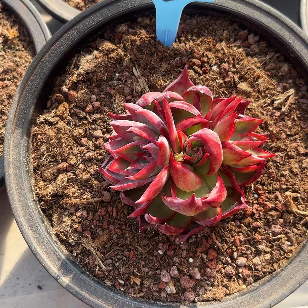 不羞妹妹的三头进攻仙子