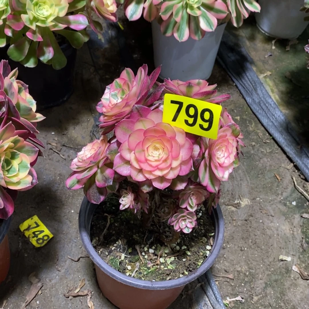 青城有砍多肉法师799