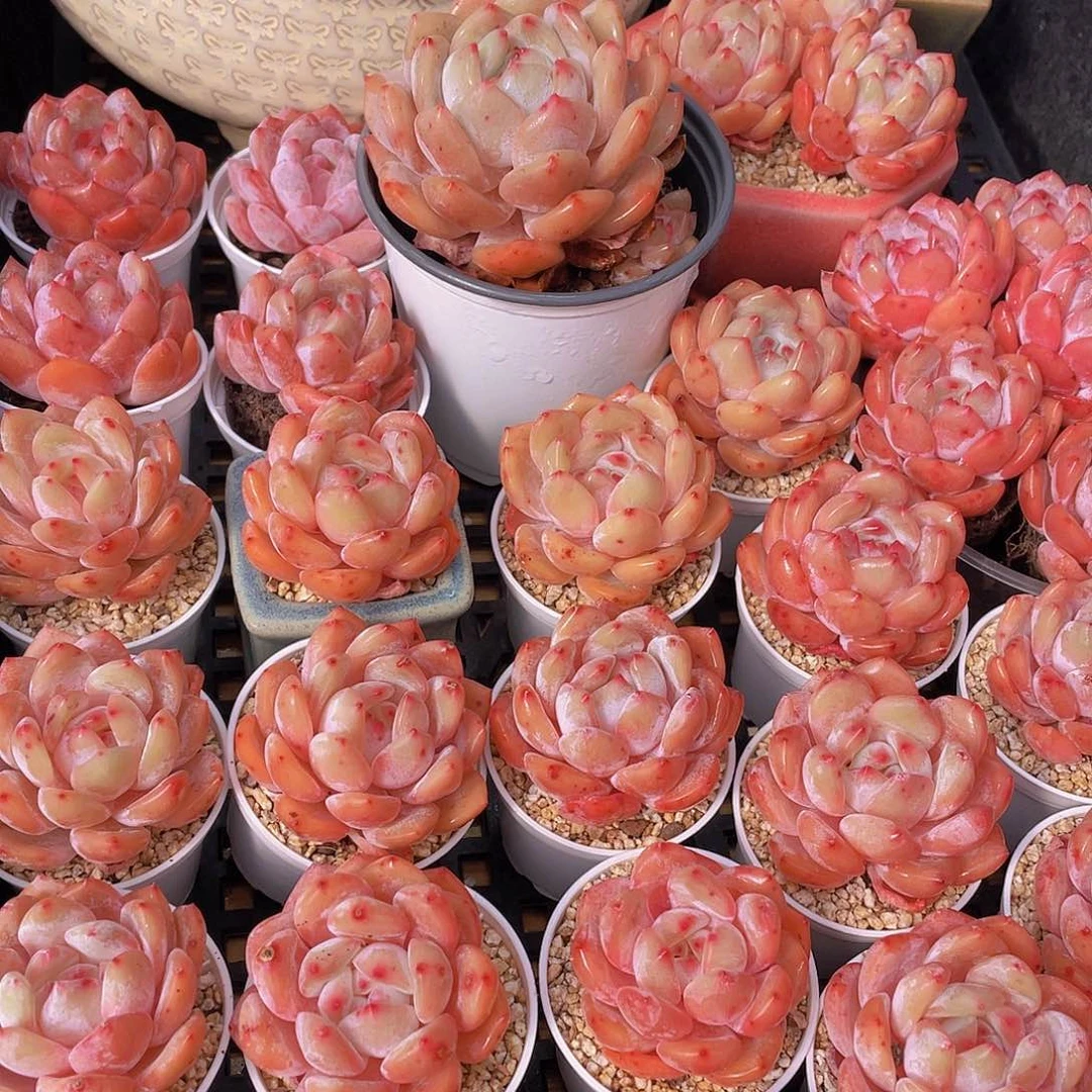 量拍66号 果冻韩版仙女橙单头5个