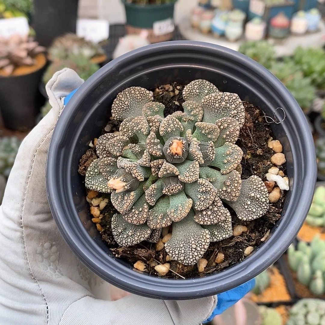 607 天女 带盆土