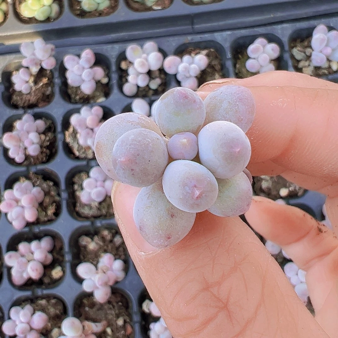 穴盘老桩汤圆5颗19包邮