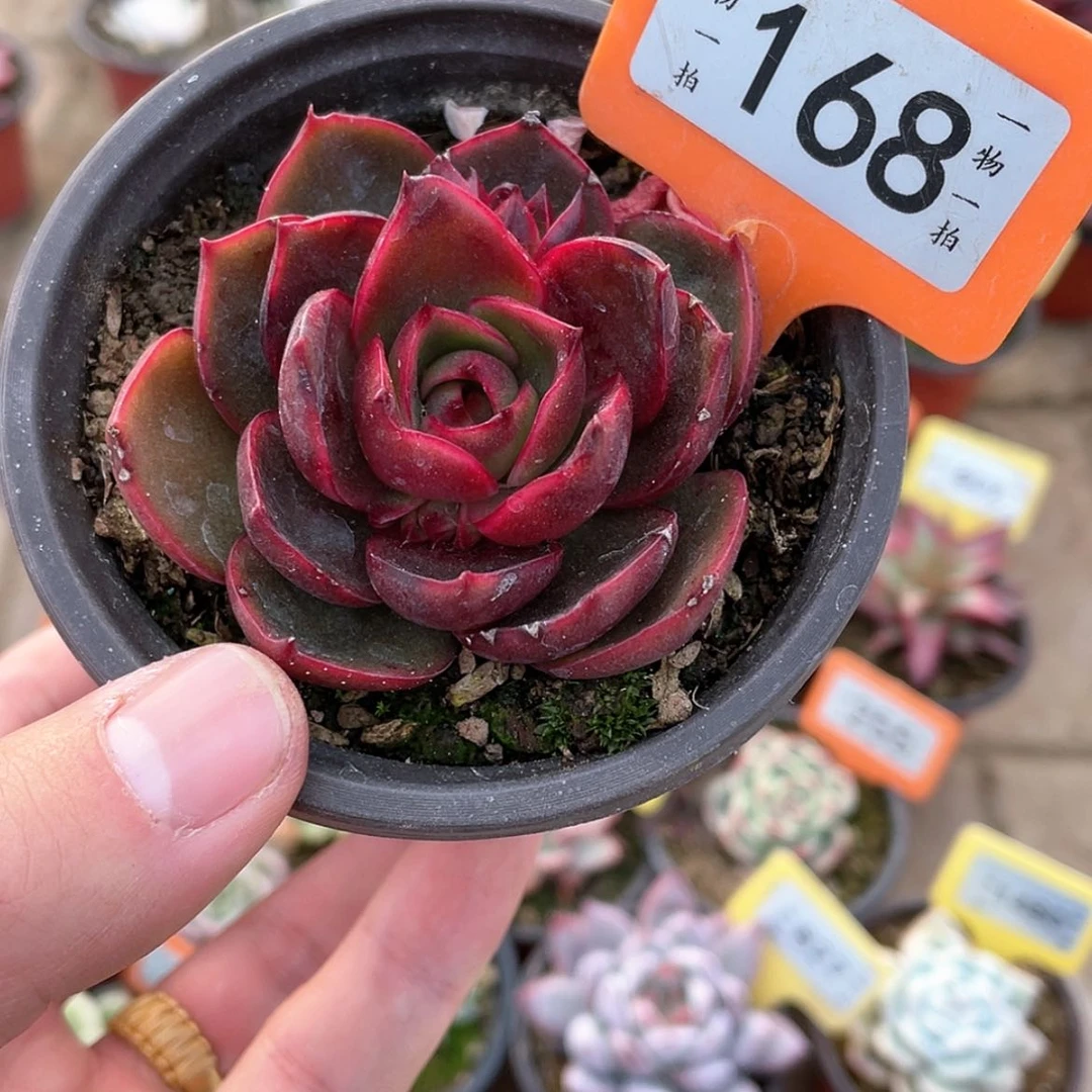 【闪购商品】168号