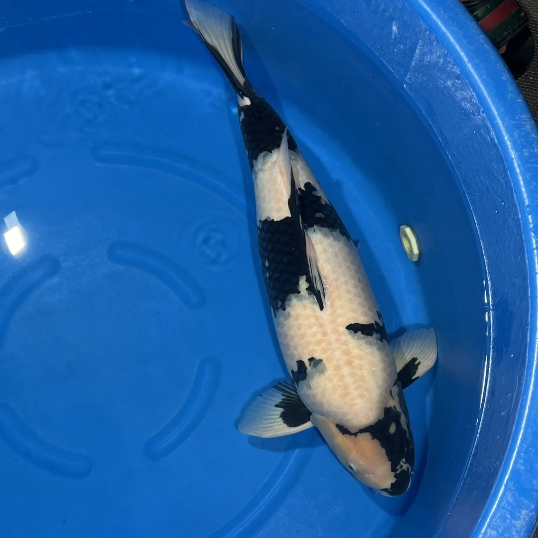 019面迫出品白写锦鲤母(爱哥)专拍
