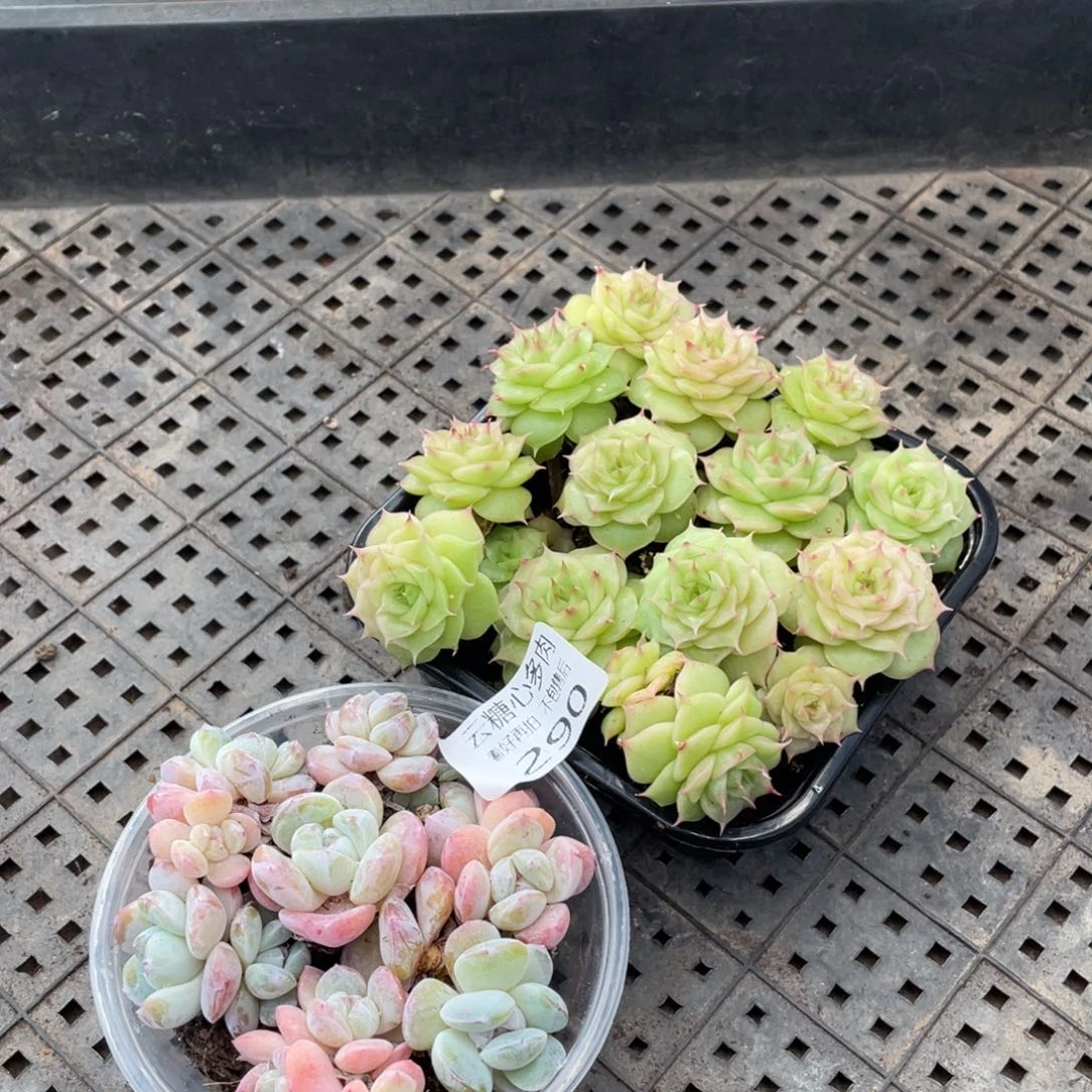 云糖心多肉植物290