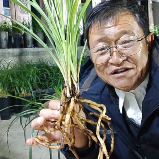 完全开放莲瓣兰石鼓大雪素